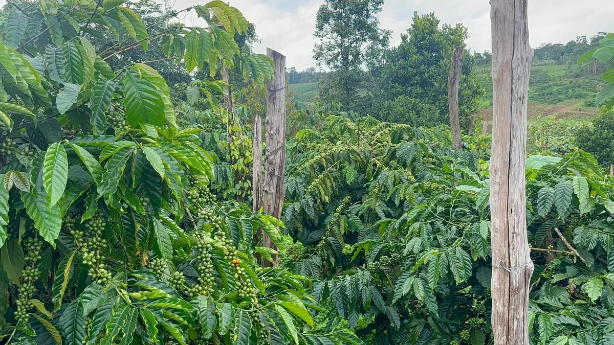Bán đất 1.6ha giá 1 tỷ 650 tại Nam Jang, Bình Dương - Ảnh thu nhỏ 2