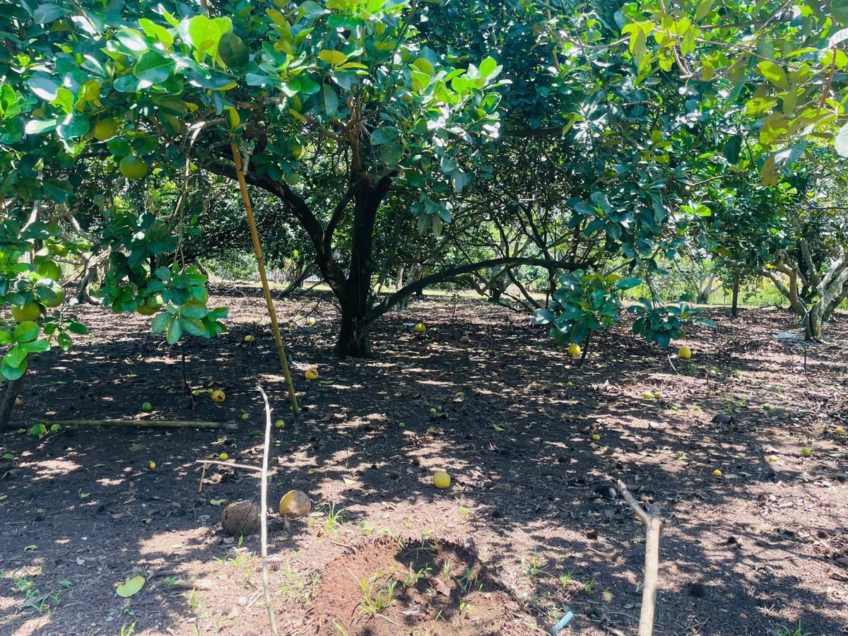 Bán đất vườn 600m² Long Khánh 550 triệu - Ảnh 1