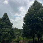 Bán đất 30.000m² có vườn sầu riêng tại Bù Đốp, Bình Dương - Ảnh thu nhỏ 1