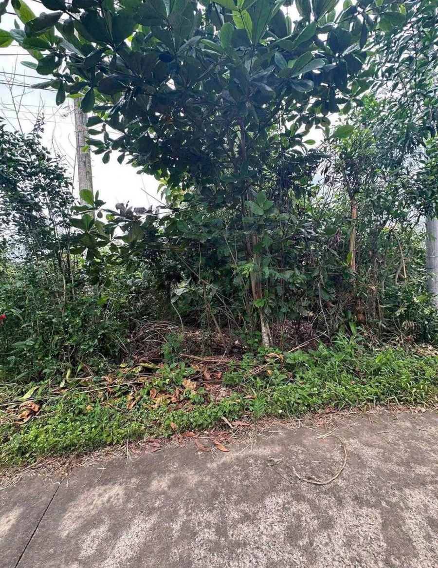 Bán đất Tân Phú 6x34m (204m²) 645 triệu Thanh Sơn - Ảnh thu nhỏ 2