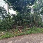 Bán đất Tân Phú 6x34m (204m²) 645 triệu Thanh Sơn - Ảnh thu nhỏ 2