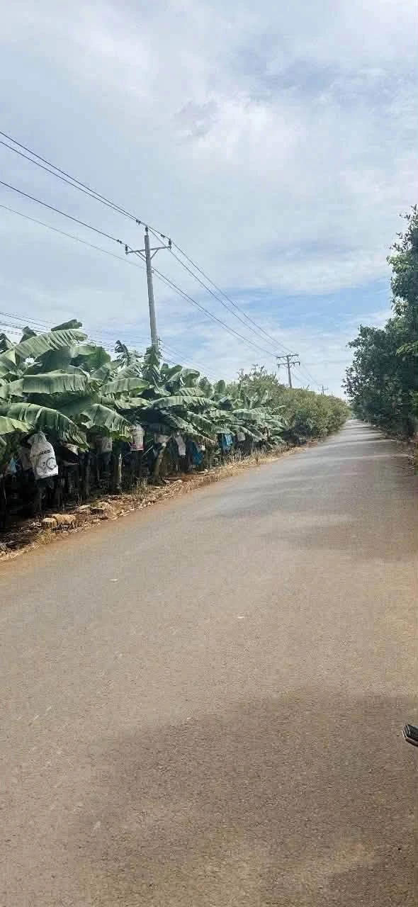 Bán đất 8 sào Bàu Lâm Xuyên Mộc 7 tỷ - Ảnh 1