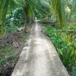 Bán đất vườn Nhơn Thạnh 2,6 công CLN 1 tỷ 5 - Ảnh thu nhỏ 1