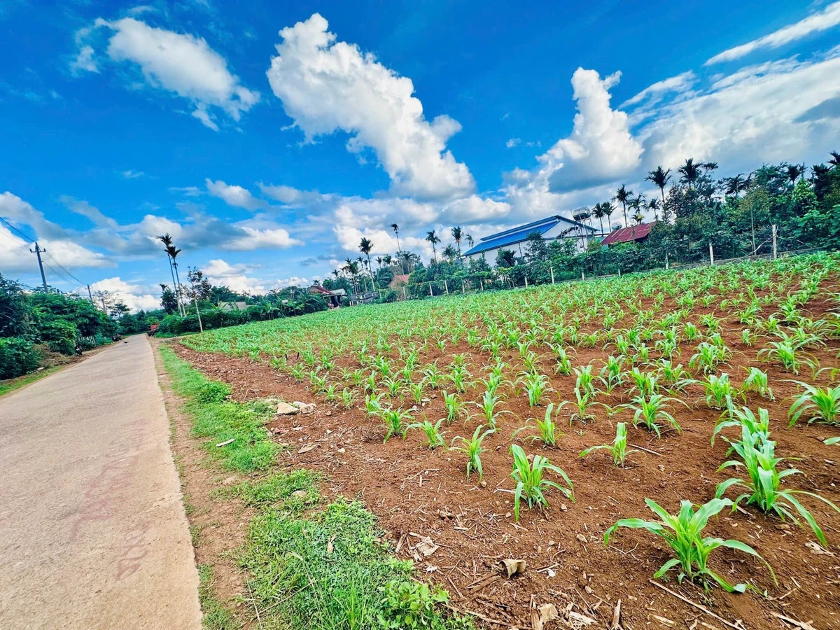 Bán đất 200m² thổ cư 60m² hướng Đông Bình Chánh - Ảnh thu nhỏ 2