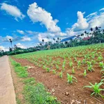 Bán đất 200m² thổ cư 60m² hướng Đông Bình Chánh - Ảnh thu nhỏ 2