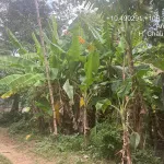 Chính chủ bán lô đất 606.4m2 full thổ tại An Hoà, Châu Thành, An Giang chưa đến 1.118 tỷ - Ảnh thu nhỏ 7
