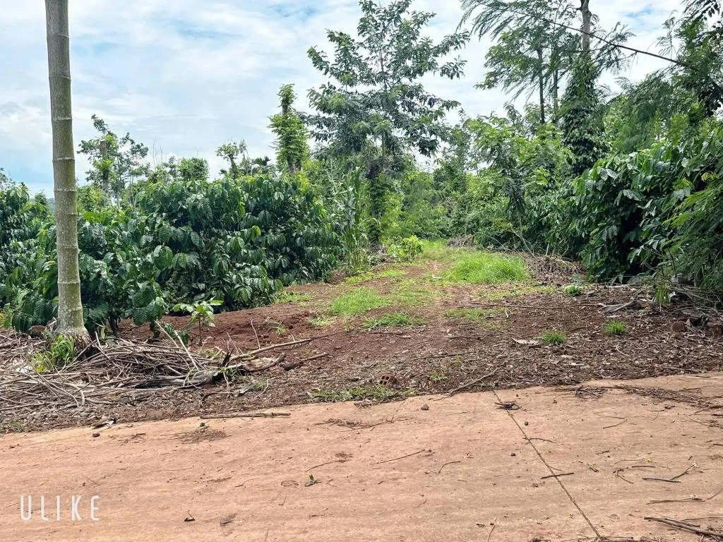 Bán lô đất 1700m2 (26x52m, thổ cư 100m2) gần hồ Ea Kao, xã Ea Tiêu, Đắk Lắk - Ảnh thu nhỏ 2