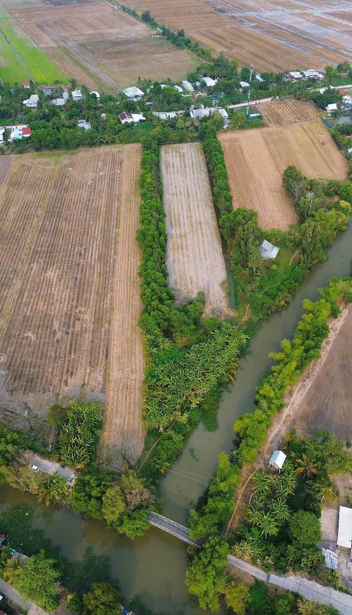 Bán đất ruộng 11.715m² Nguyễn Chánh, An Giang - Ảnh thu nhỏ 4