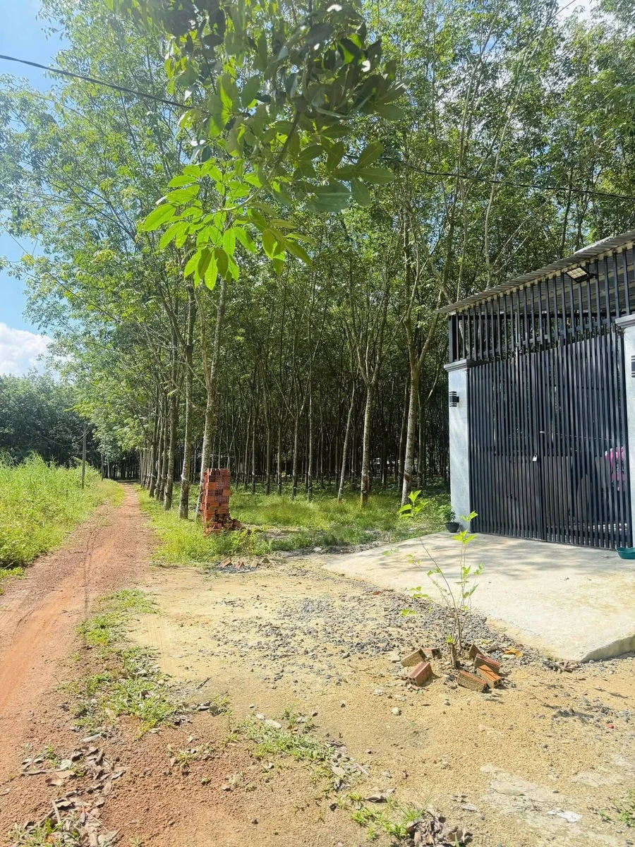 Bán đất Minh Hưng Chơn Thành 328m2 giá 295 triệu - Ảnh 1
