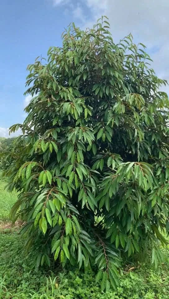 Bán 10ha đất vườn sầu riêng Thái 1600 cây, 2 tỷ/ha, Đắk Ia, Bình Phước (cũ), Đồng Nai - Ảnh 1