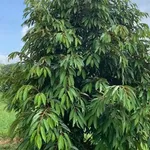 Bán 10ha đất vườn sầu riêng Thái 1600 cây, 2 tỷ/ha, Đắk Ia, Bình Phước (cũ), Đồng Nai - Ảnh thu nhỏ 1