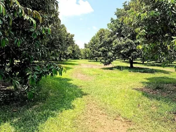 Bán 2.385 m² đất vườn xoài La Ngà, Đồng Nai 445tr/1.000m² - Ảnh thu nhỏ 2