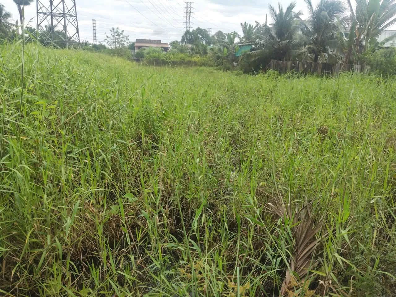 Bán lô đất 198,5m2 thổ cư, sổ hồng riêng tại Ấp 6 Nhựt Chánh, Bến Lức, Long An - Ảnh 1