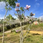 Bán nhà đất khu nghỉ dưỡng kết hợp kinh doanh - Ảnh thu nhỏ 26