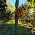 Cho thuê nhà vườn dài hạn 3000m² Bảo Lộc 12 triệu/tháng - Ảnh thu nhỏ 4