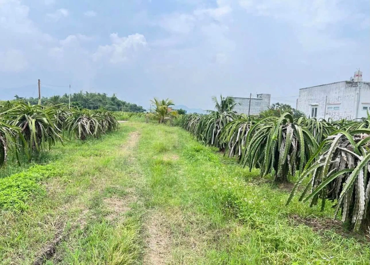 Bán lô đất vườn 1,8 sào full thổ cư Cần Giờ 599 triệu - Ảnh 1