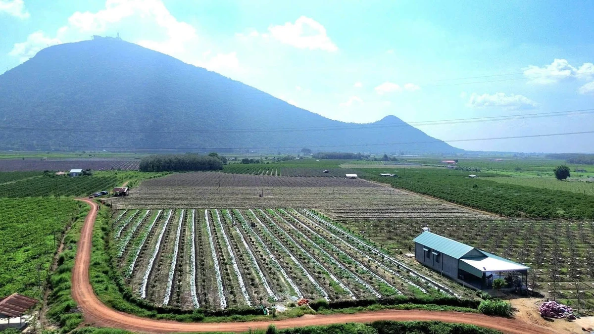 Bán đất nền Phước Hoà Dương Minh Châu 503 m², 200 triệu - Ảnh thu nhỏ 3
