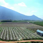 Bán đất nền Phước Hoà Dương Minh Châu 503 m², 200 triệu - Ảnh thu nhỏ 3