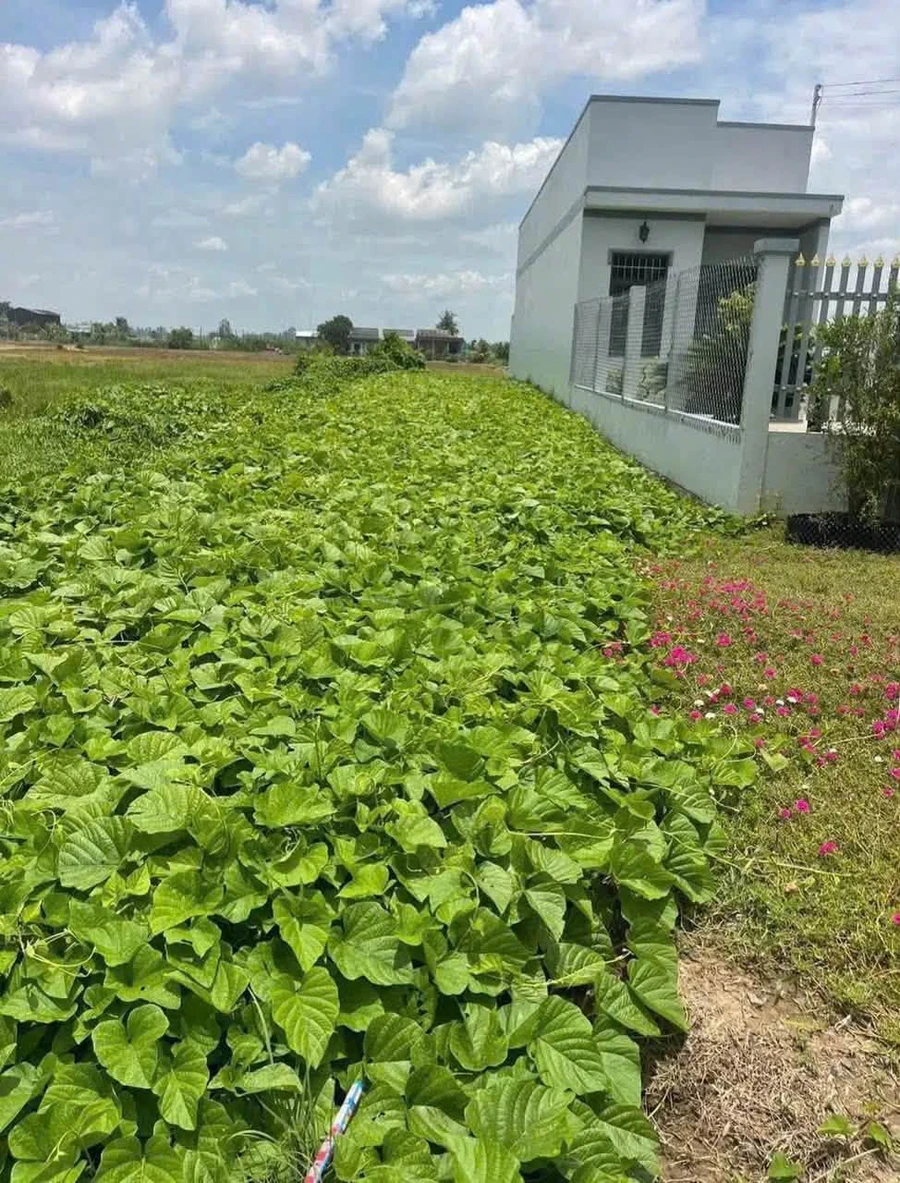 Bán đất thổ mặt tiền Tỉnh Lộ 833B Tân Trụ 200m² - 1 tỷ 499 triệu - Ảnh 1