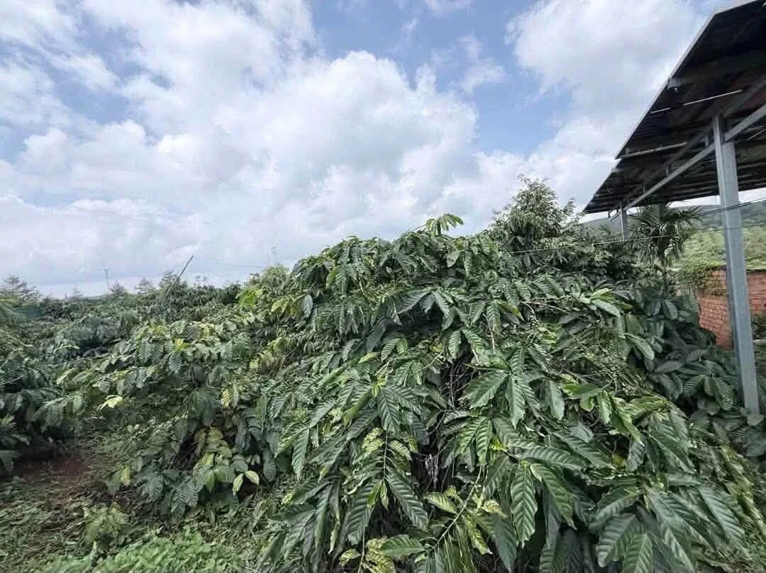 Bán đất nông nghiệp 1 hecta km65 Đắk Lắk 3,75 tỷ - Ảnh thu nhỏ 2