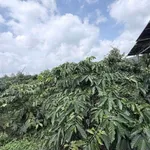 Bán đất nông nghiệp 1 hecta km65 Đắk Lắk 3,75 tỷ - Ảnh thu nhỏ 2