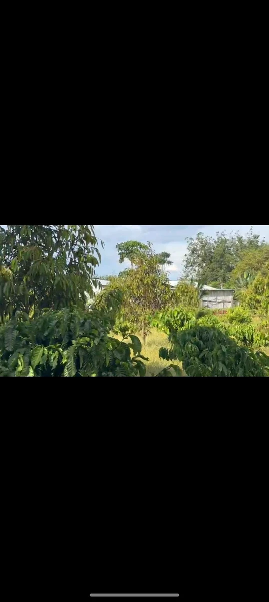 Bán đất vườn 2400m² có 50 cây sầu riêng, 150 cây cà phê tại Thanh Hòa, Bù Đốp, Bình Phước - Ảnh thu nhỏ 2
