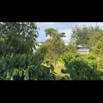 Bán đất vườn 2400m² có 50 cây sầu riêng, 150 cây cà phê tại Thanh Hòa, Bù Đốp, Bình Phước - Ảnh thu nhỏ 2