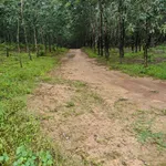 Bán lô đất cao su 5.6 ha Phú Trung Đồng Nai - Ảnh thu nhỏ 1