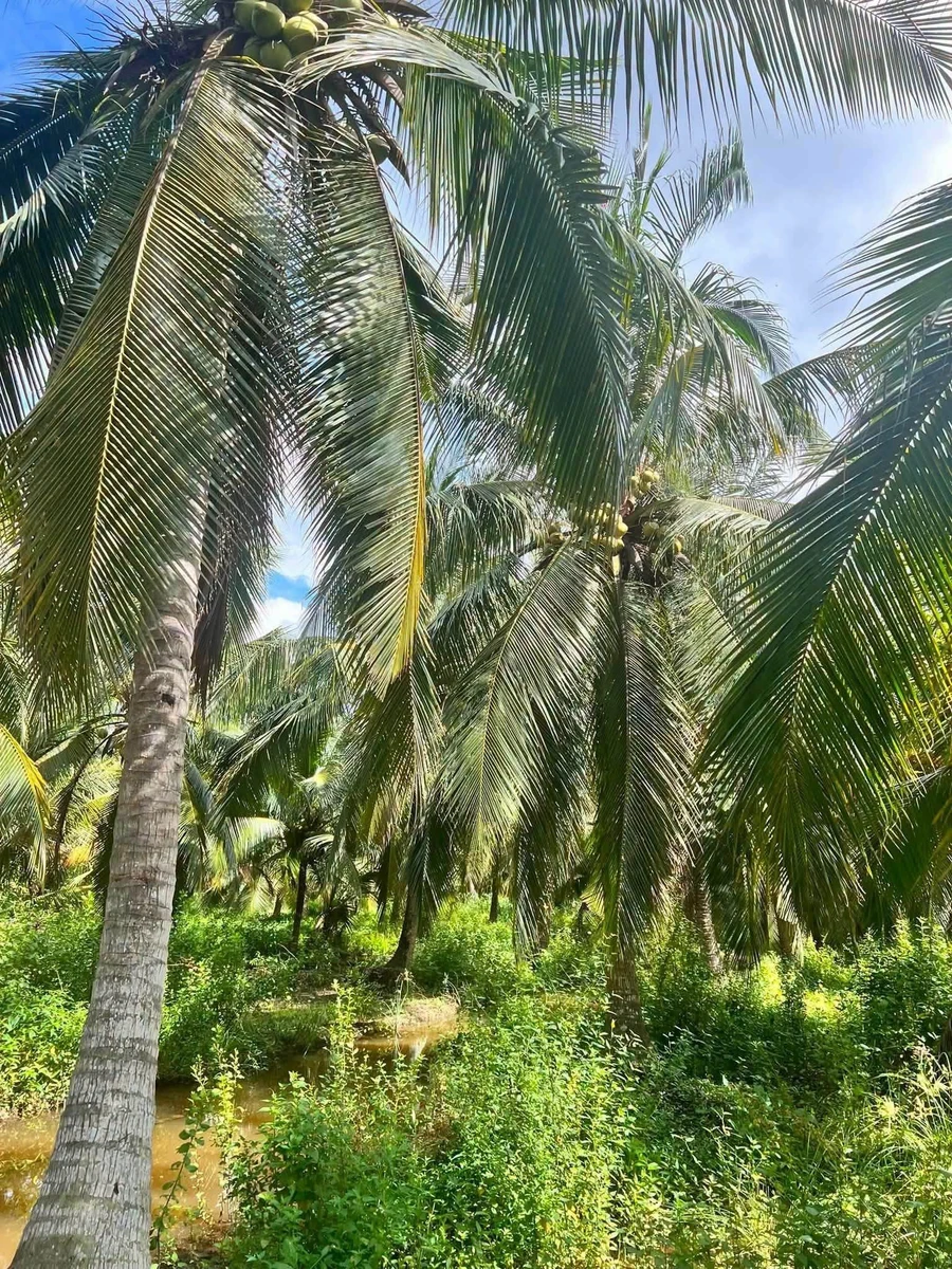 Bán đất 1 công (1000m²) giá 220 triệu tại Bình Đại, Bến Tre - Ảnh thu nhỏ 2