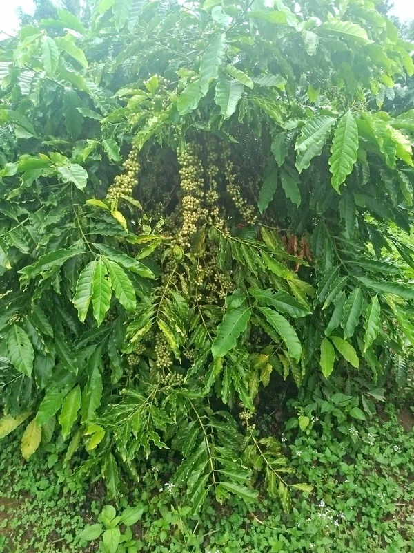 Bán đất cà phê 1,1 ha Xã Iagrai Pleiku 2,5 tỷ