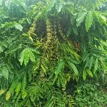 Bán đất cà phê 1,1 ha Xã Iagrai Pleiku 2,5 tỷ - Ảnh thu nhỏ 1