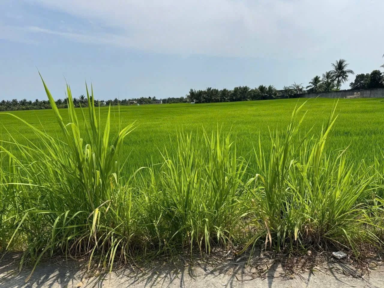 Bán đất thổ cư 150m² Huyện Tân Trụ Tây Ninh 399 triệu - Ảnh 1