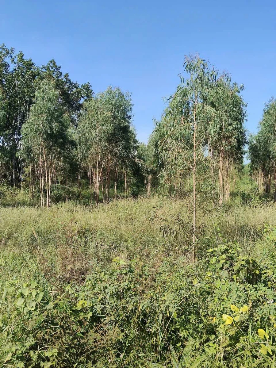 Bán 2,4ha đất Bình Thuận 1 tỷ 470 triệu - Ảnh thu nhỏ 3