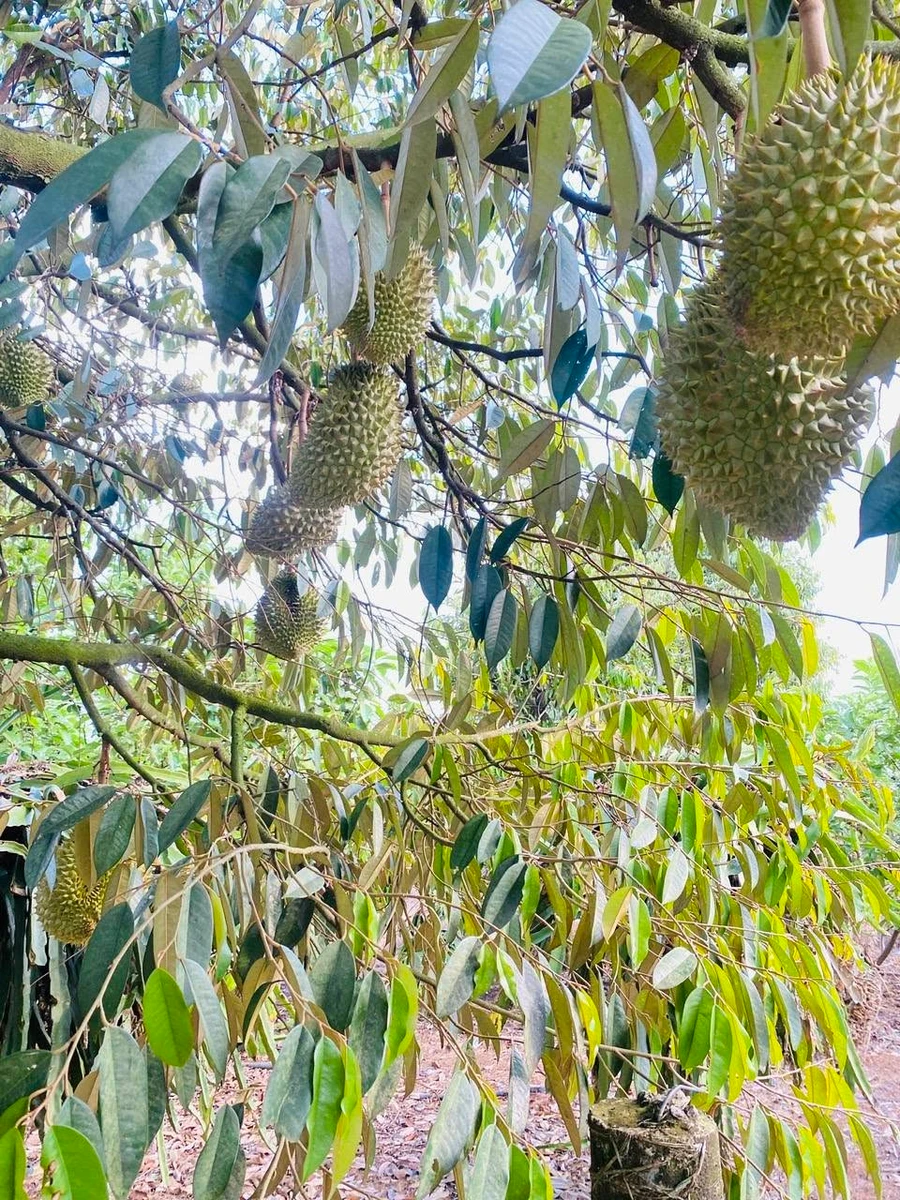 Bán đất 9 sào mặt tiền nhựa Bảo Quang, Đồng Nai - Ảnh thu nhỏ 2