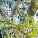 Bán đất 9 sào mặt tiền nhựa Bảo Quang, Đồng Nai - Ảnh thu nhỏ 2