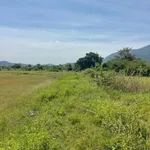 Bán 2000m2 đất cây trồng lâu năm Hàm Thuận - Ảnh thu nhỏ 5