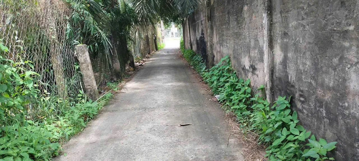 Bán vườn dừa xiêm 1,6 công tại Châu Hoà, Cần Giờ - Ảnh 1