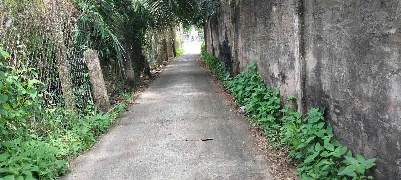Bán vườn dừa xiêm 1,6 công tại Châu Hoà, Cần Giờ - Ảnh 1