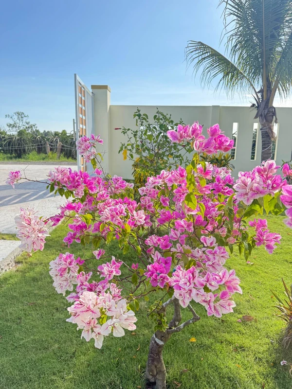 Bán nhà vườn 1.606m² Phan Thiết 1 tỷ 790 triệu