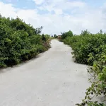 Bán đất cây trồng 900m² 2 mặt tiền Hàm Liêm - Ảnh thu nhỏ 2
