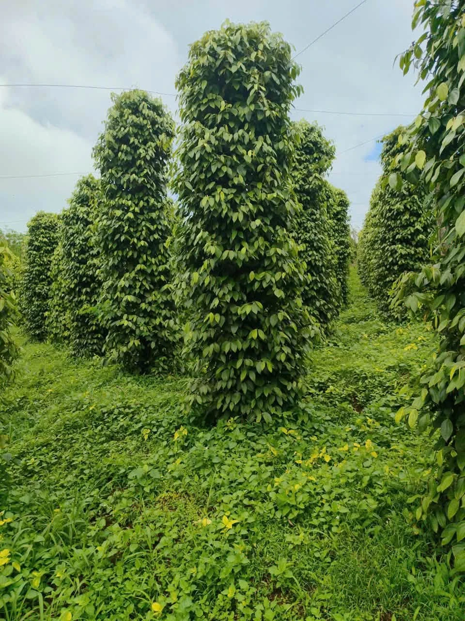 Bán đất nông nghiệp 1,6ha Đắk Hà, giá 2 tỷ 950 triệu - Ảnh 1