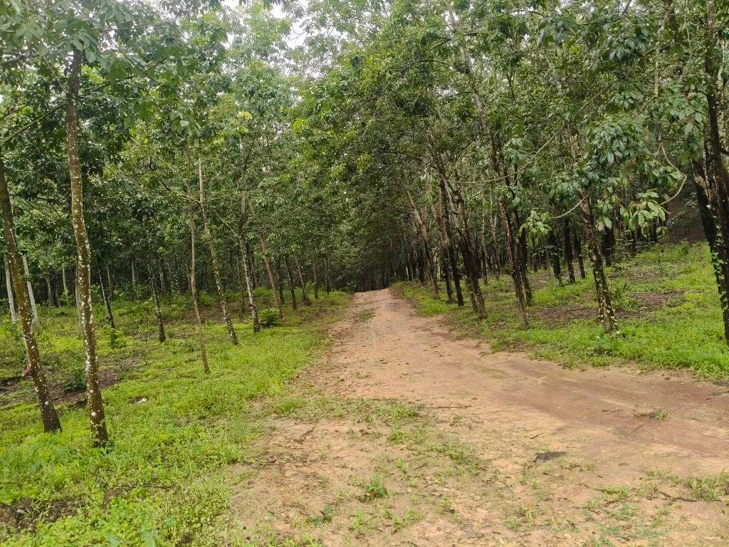 Bán lô đất cao su 5.6 ha Phú Trung Đồng Nai - Ảnh thu nhỏ 2