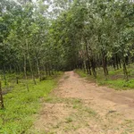 Bán lô đất cao su 5.6 ha Phú Trung Đồng Nai - Ảnh thu nhỏ 2