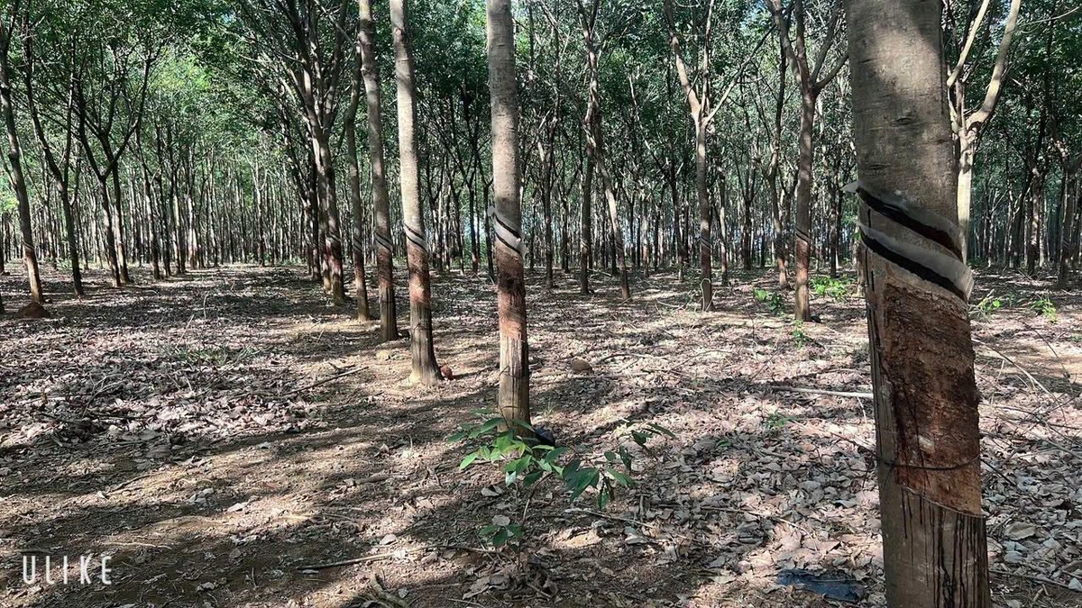 Bán đất 1ha mặt tiền 200m Thuận Lợi, giá 1 tỷ 7 - Ảnh 1