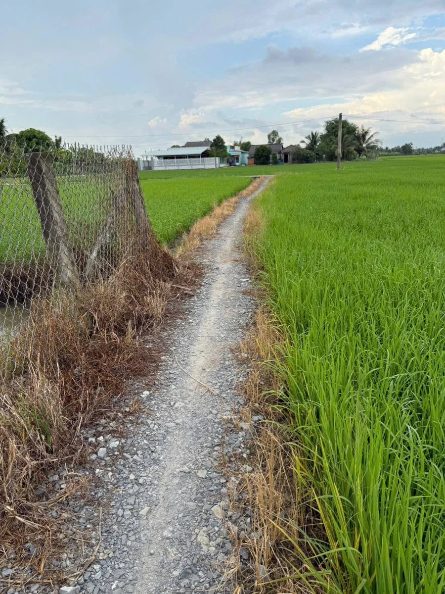Bán đất lúa 2000m² Tân Bình, Tân Trụ, Long An - Ảnh thu nhỏ 4
