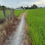 Bán đất lúa 2000m² Tân Bình, Tân Trụ, Long An - Ảnh thu nhỏ 4