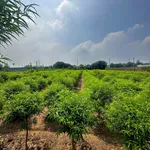 Bán đất nông nghiệp 266m² Hoài Đức, Hà Nội - Ảnh thu nhỏ 2