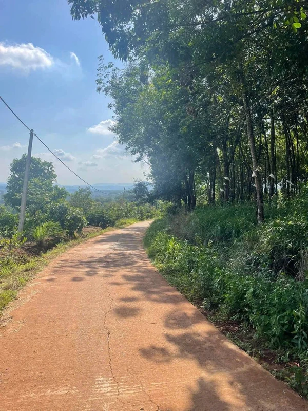 Bán đất cao su 81.332 m² Eakhal, Đắk Lắk, 14 tỷ 500