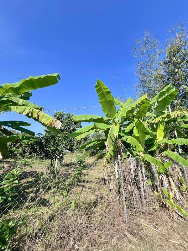 Bán đất view ruộng 500m² giá 750 triệu Long Khánh