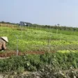 Hot! Bán đất ruộng đã lên líp trồng rau 2.000m2, có sổ, tưới tự động, Gò Công Đông, Tiền Giang - Ảnh thu nhỏ 6